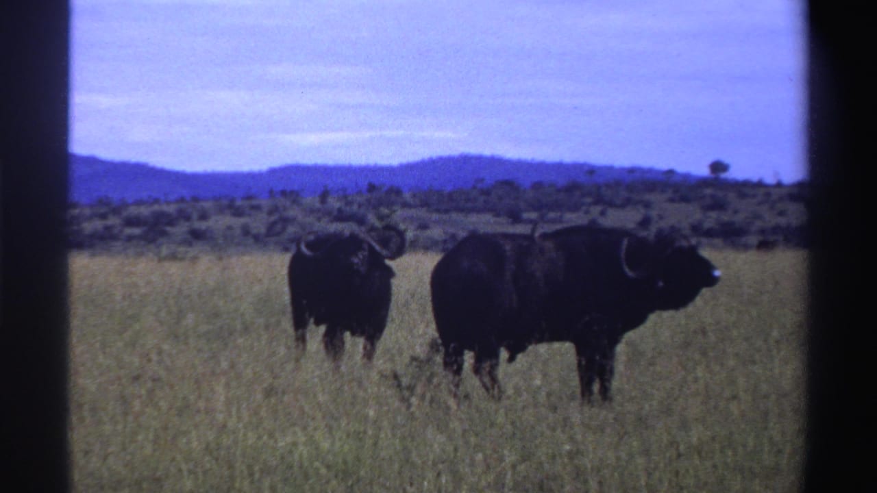 Two buffalo standing in tall grass with distant hills and dark film borders.