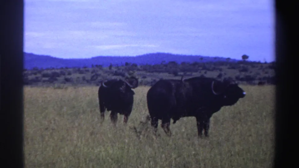 Two African buffalo stand in Nigerian savanna grassland in 1969-era 8mm footage, with low hills and a pale sky behind them.