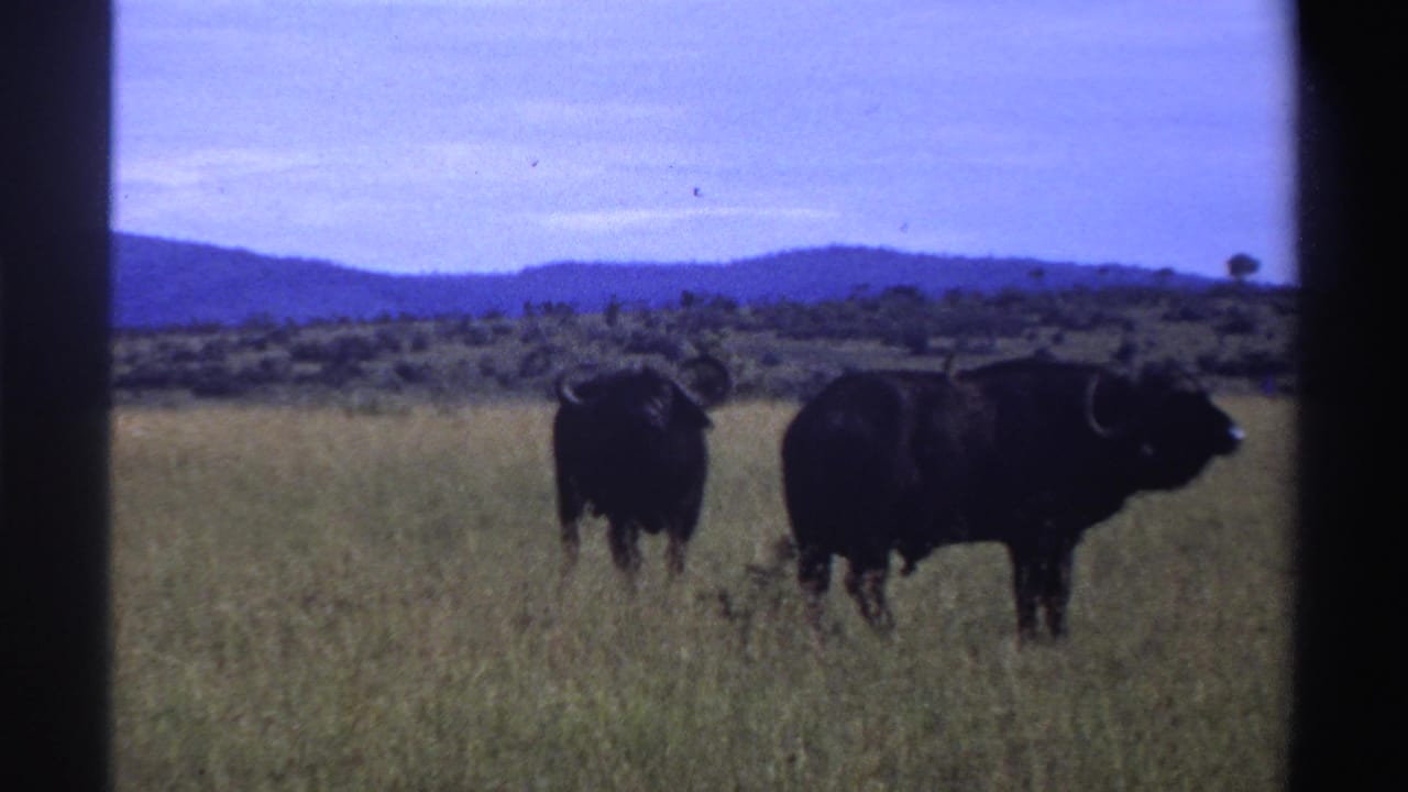 Two buffalo remain in a grassy Nigerian savanna, one seen from behind and one in side profile, with hazy hills in the background.