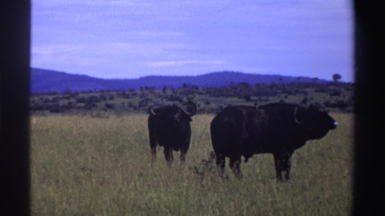 In this 1969 Nigeria 8mm frame, two dark buffalo stand among tall grass with blue hills and open sky beyond.