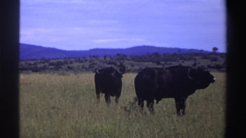 In this 1969 Nigeria 8mm frame, two dark buffalo stand among tall grass with blue hills and open sky beyond.