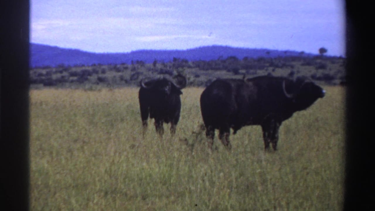 Two buffalo stand apart in the Nigerian savanna, framed by tall grass, distant hills, pale sky, and visible 8mm film borders.