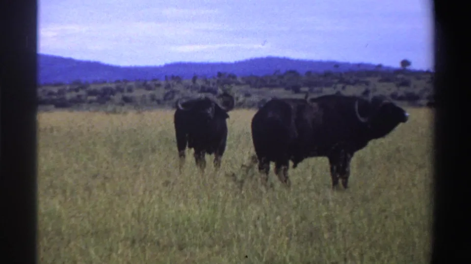 Two buffalo stand apart in the Nigerian savanna, framed by tall grass, distant hills, pale sky, and visible 8mm film borders.