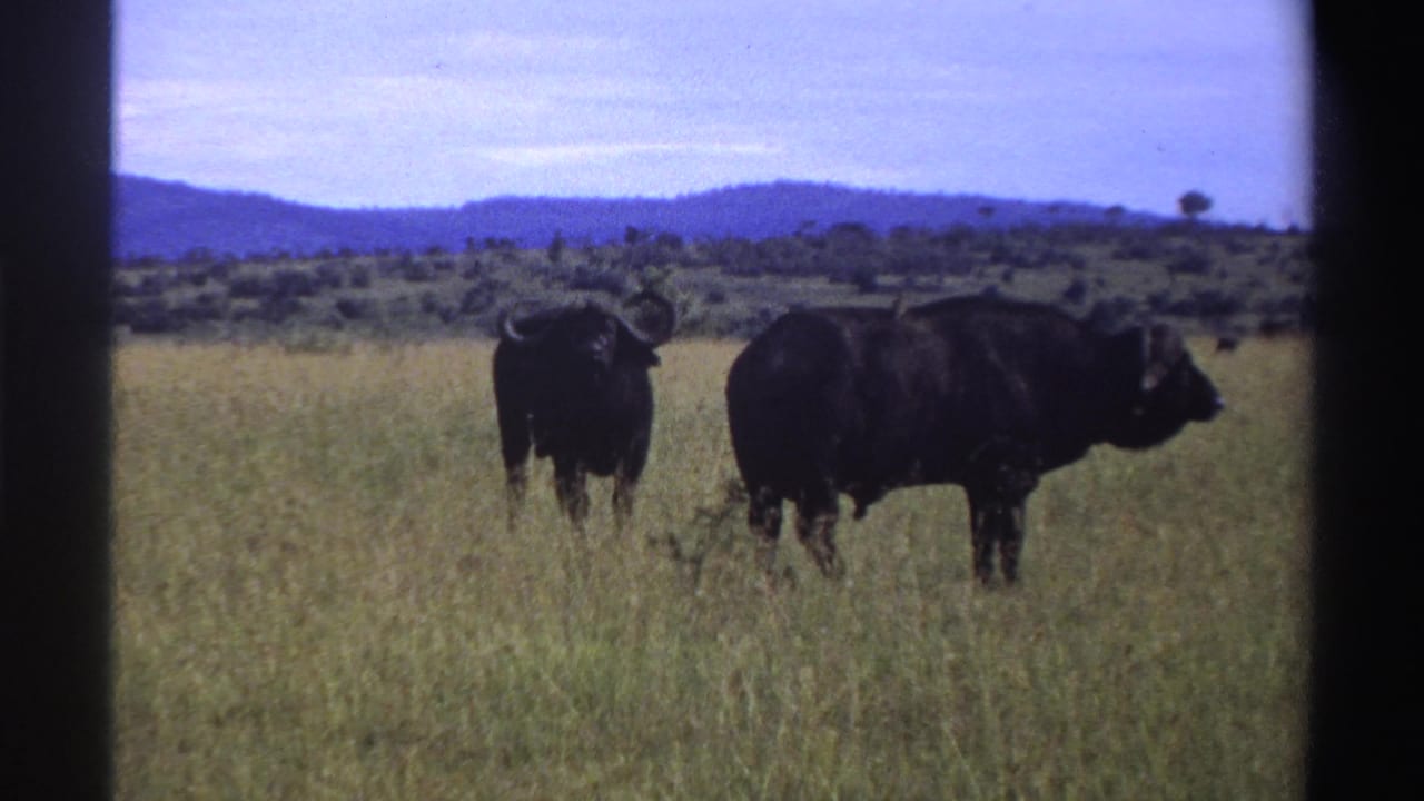 Two dark buffalo stand in tall grass with distant hills and trees behind them.