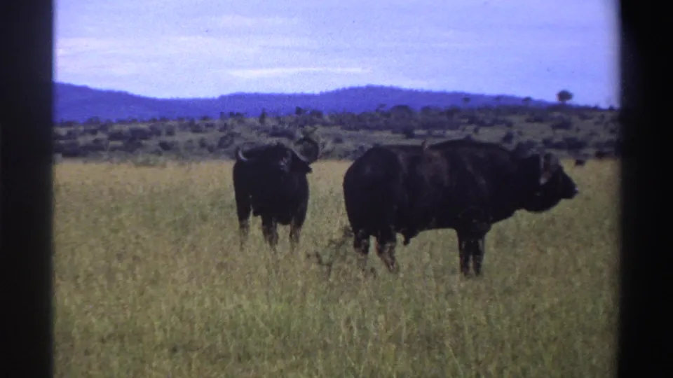 Two African buffalo stand in Nigerian savanna grass in 1969 8mm footage, framed by visible film borders and distant low hills.