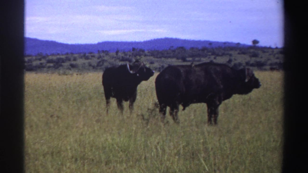 Two buffalo in Nigeria stand in tall savanna grass, one facing partly toward the camera and one broadside, in grainy 1969 8mm film.