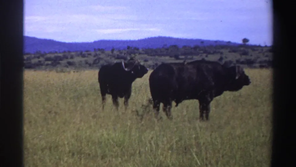 Two buffalo in Nigeria stand in tall savanna grass, one facing partly toward the camera and one broadside, in grainy 1969 8mm film.