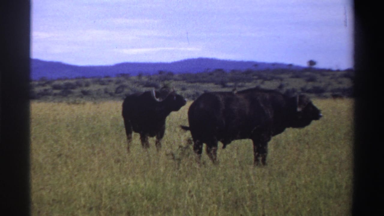 A 1969 8mm frame shows two buffalo in Nigerian savanna grass, with distant hills, scattered trees, and soft blue-tinted color.