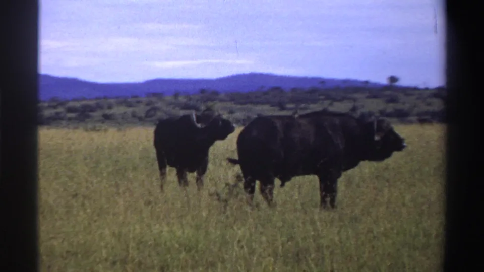 A 1969 8mm frame shows two buffalo in Nigerian savanna grass, with distant hills, scattered trees, and soft blue-tinted color.