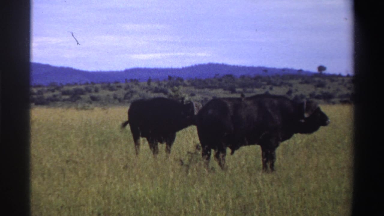 Two buffalo stand close together in Nigerian savanna grass in a blue-tinted 1969 8mm home-movie frame with visible border marks.