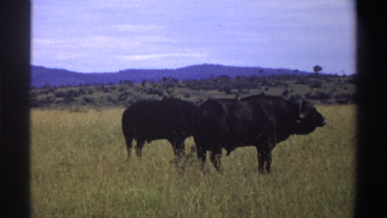 Two dark buffaloes stand in tall grass with low hills and trees behind them.