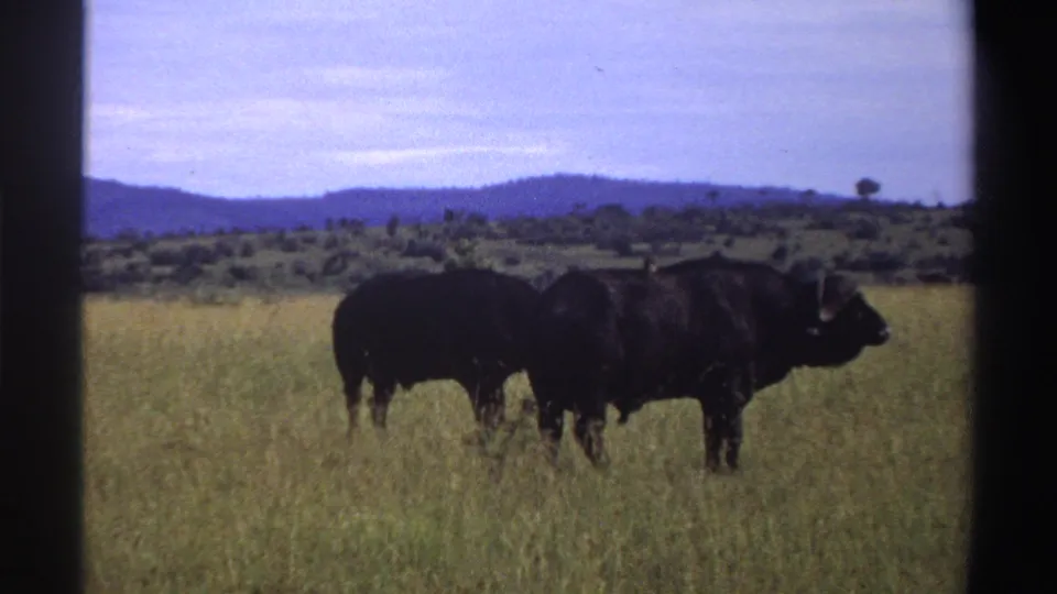 Two dark buffaloes in a green savanna field in Nigeria, filmed on 8mm with distant hills and scattered trees on the horizon.