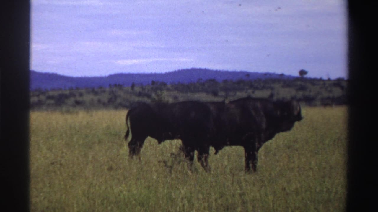 A buffalo stands in profile in an open Nigerian savanna field, with muted 8mm color and low hills beyond the grass.