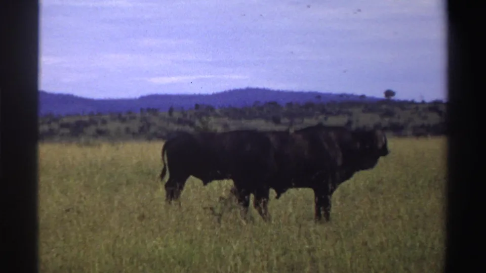 A buffalo stands in profile in an open Nigerian savanna field, with muted 8mm color and low hills beyond the grass.