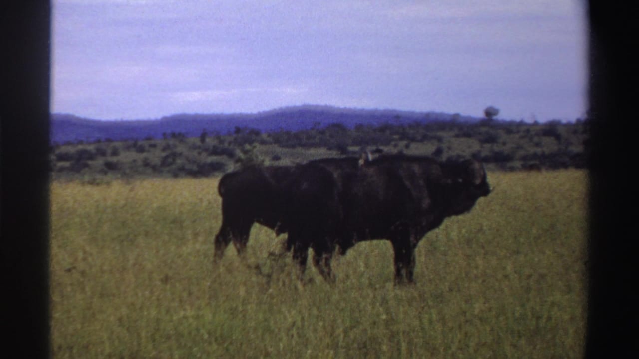Two buffaloes remain close together in a green Nigerian savanna field, framed from a distance on faded 8mm film.