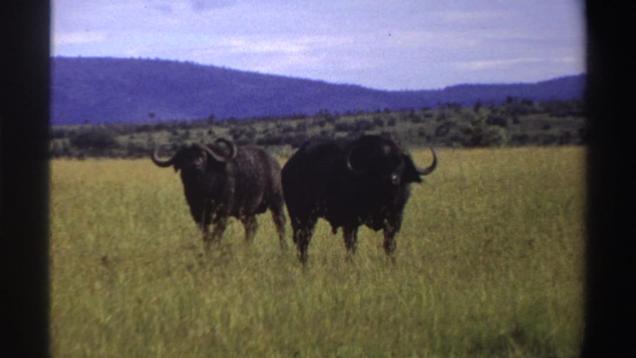 Two buffaloes face toward the camera in a Nigerian grassland scene, with distant blue hills and visible 8mm grain.