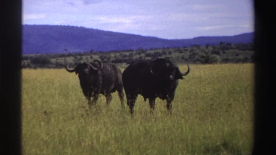 Two buffaloes face toward the camera in a Nigerian grassland scene, with distant blue hills and visible 8mm grain.