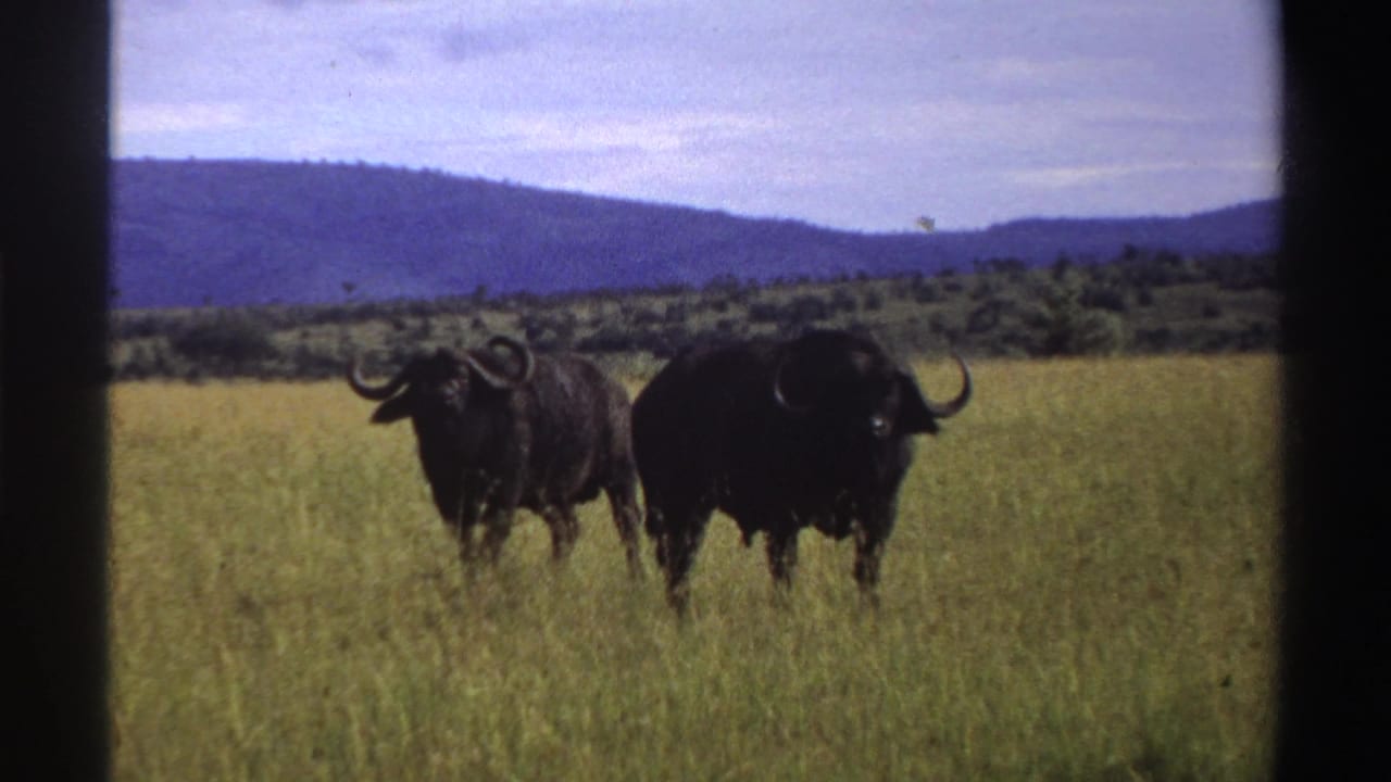 Two dark wildebeests stand in tall grass with low hills behind them.
