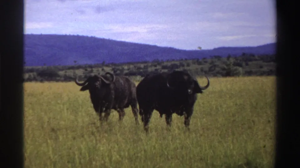 1969 Nigeria 8mm frame showing two dark wildebeests with curved horns standing in tall savanna grass before distant hills.