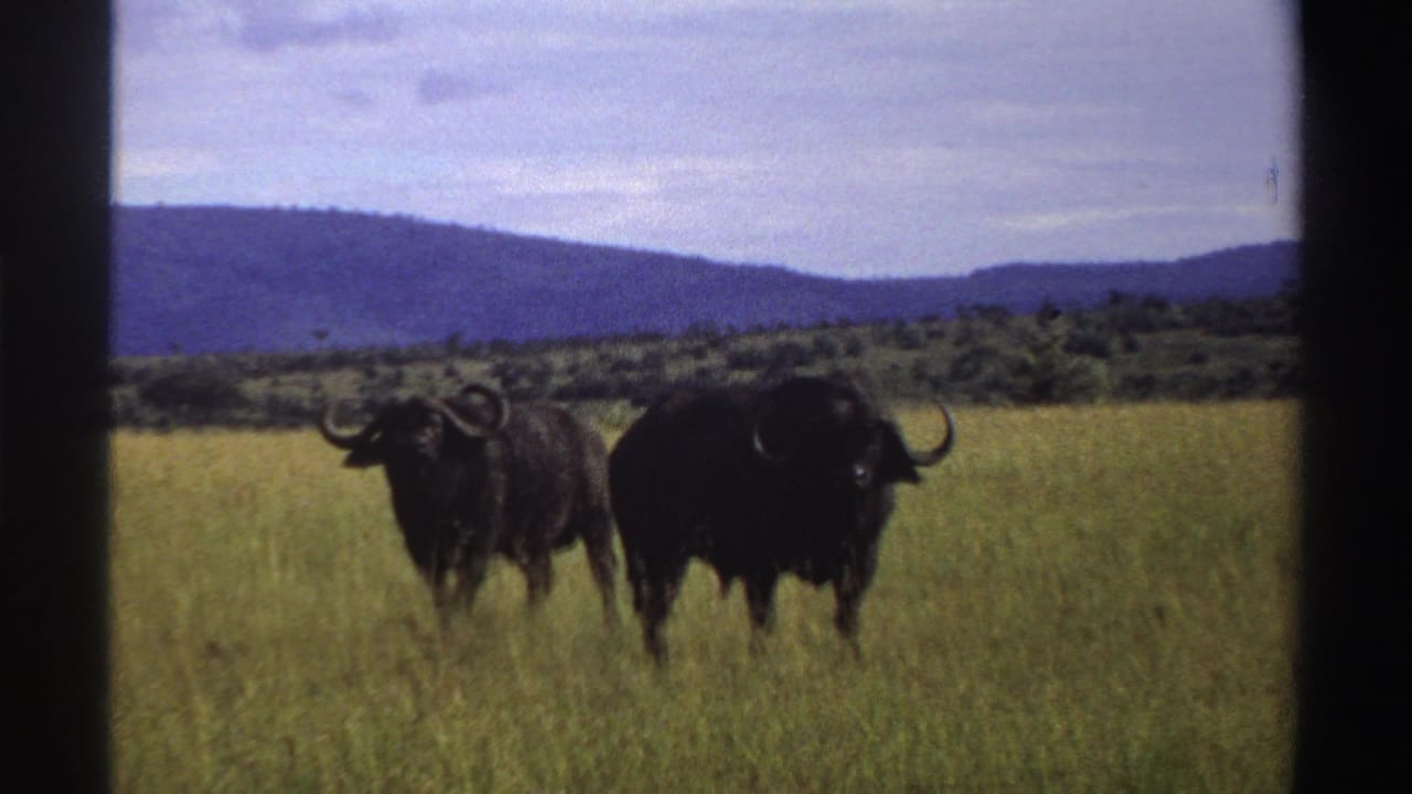 Two dark wildebeests in a Nigeria grassland scene, with one animal slightly forward and purple-blue hills in the distance.
