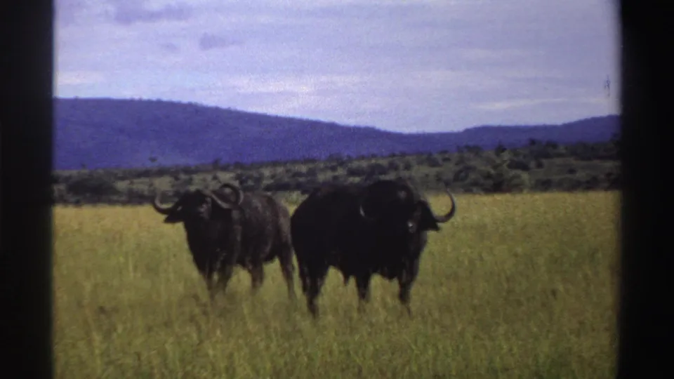 Two dark wildebeests in a Nigeria grassland scene, with one animal slightly forward and purple-blue hills in the distance.