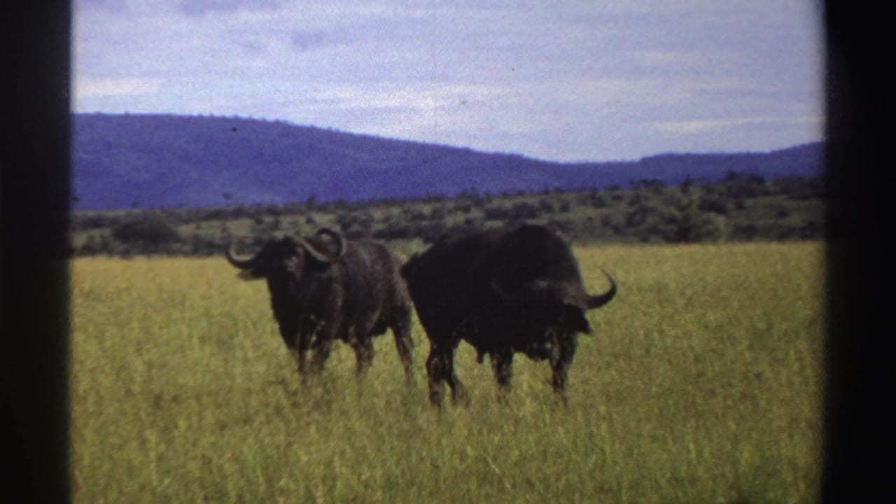 1969 Nigeria wildlife frame with two horned wildebeests shifting position in sunlit grass, backed by distant hills and open sky.