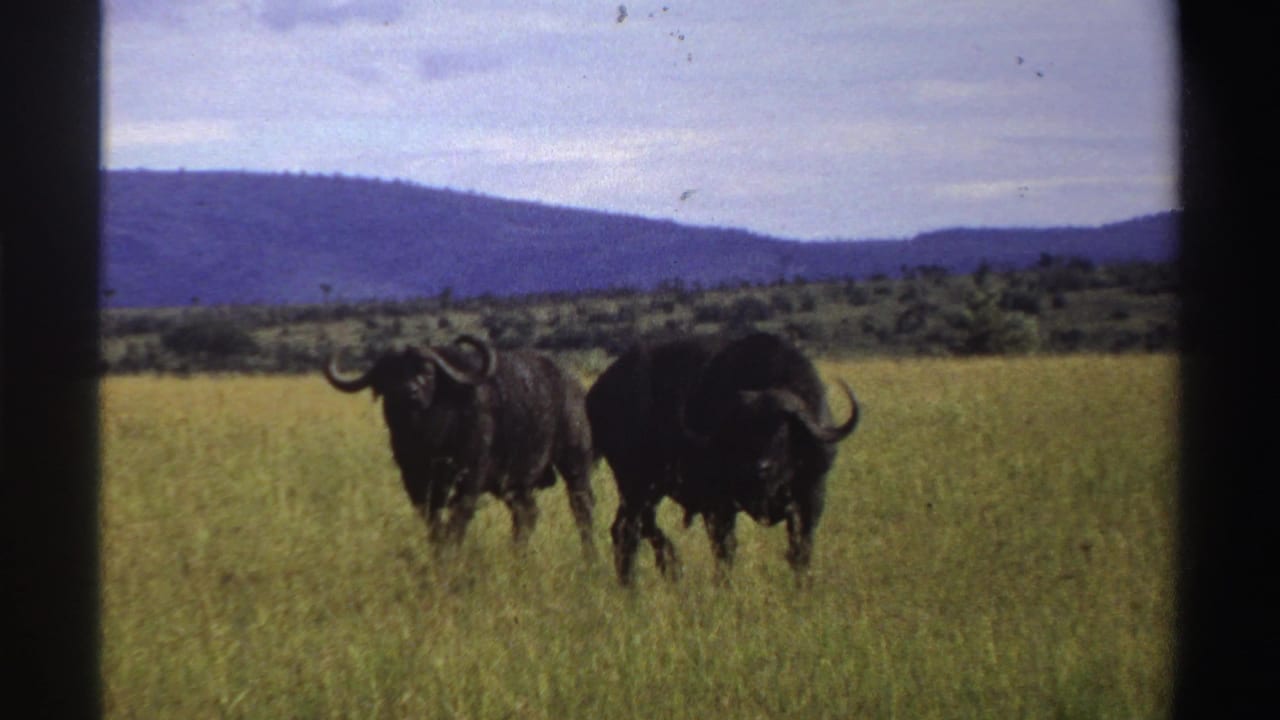 Vintage 8mm frame from Nigeria showing two dark wildebeests close together in tall grass against a low hilly background.