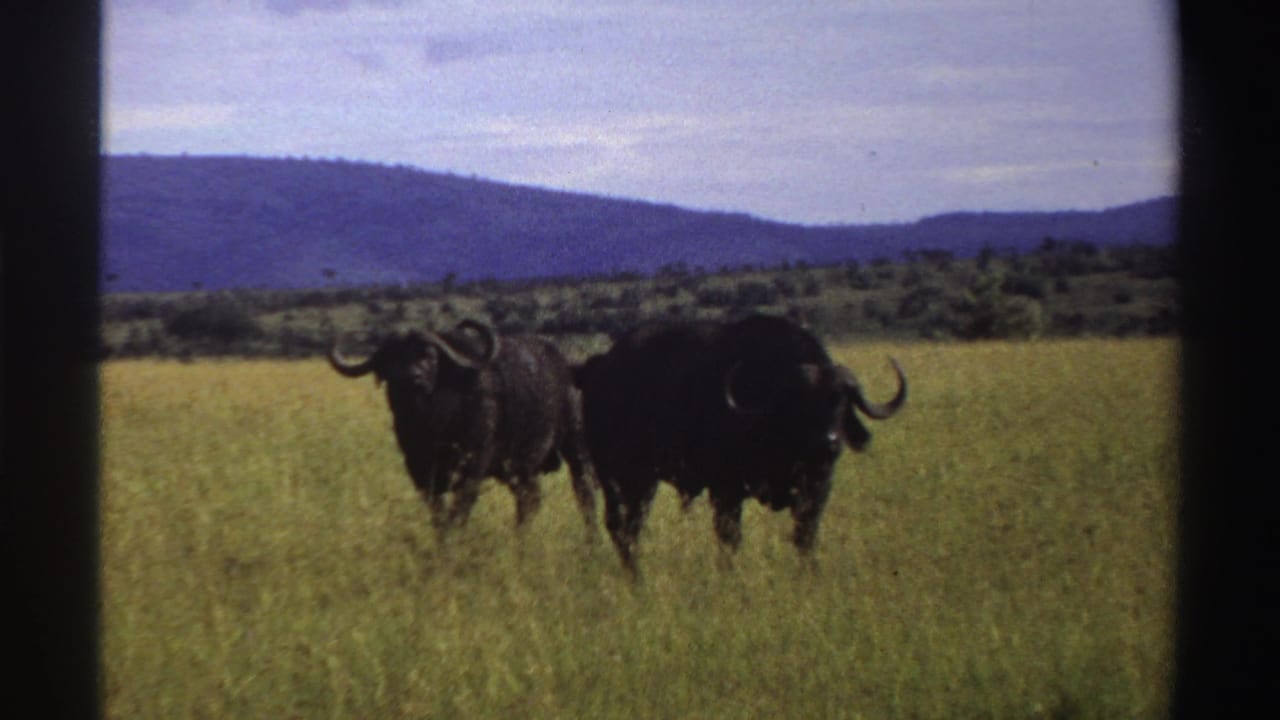 Two dark horned buffalo standing in tall grass with low hills behind them.