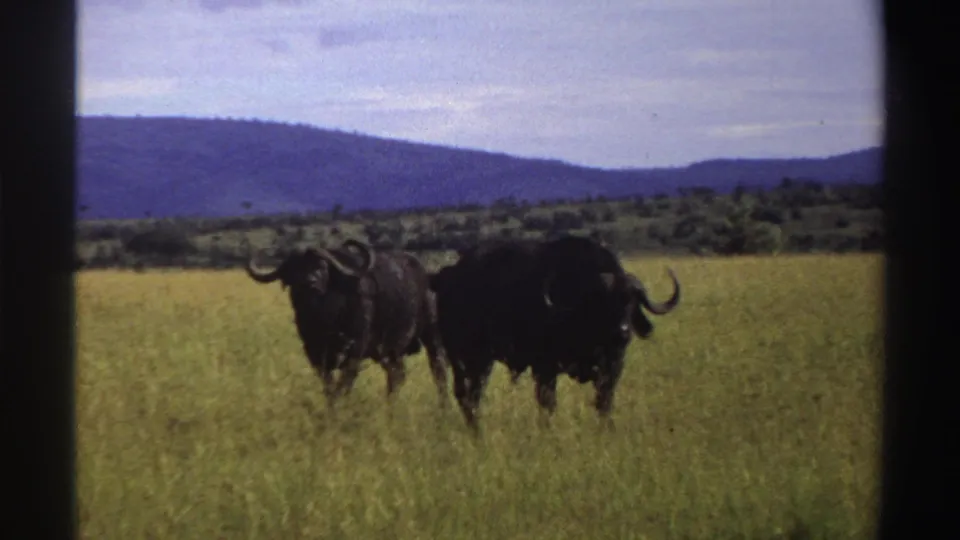 Two dark horned buffalo in a Nigerian grass field in 1969, with shrubs, distant hills, and a pale sky behind them.