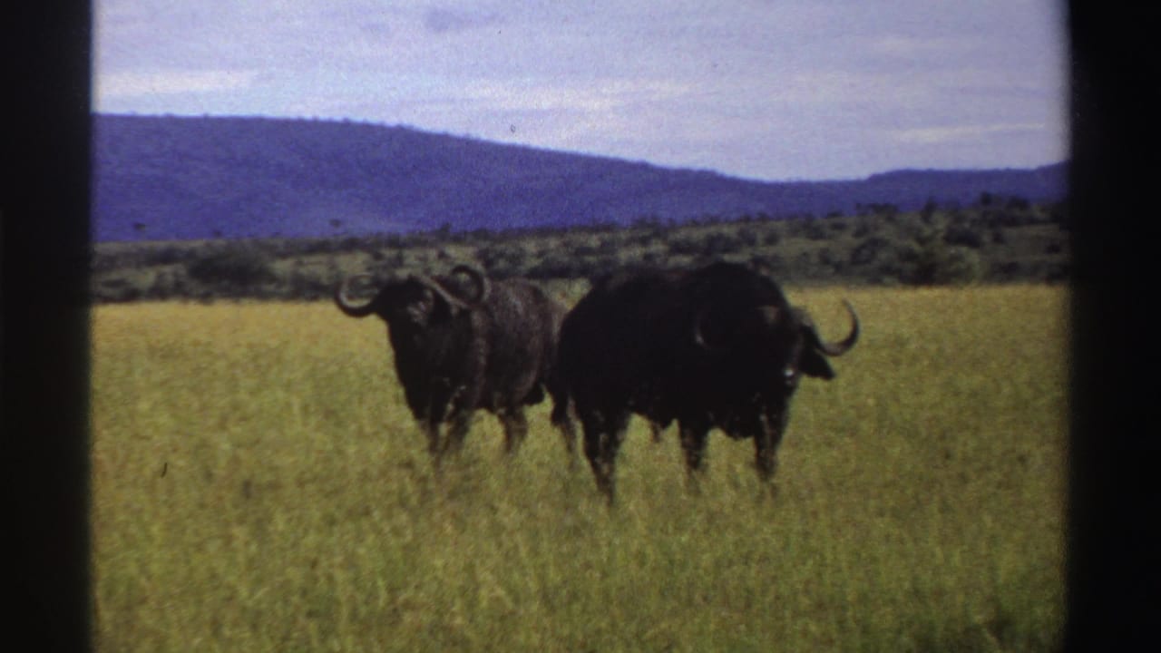 Two dark horned buffalo appear in tall Nigerian grassland in 1969, framed by distant hills and a pale sky.