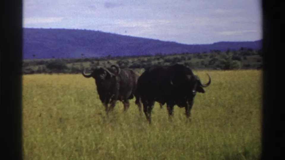 Two dark horned buffalo appear in tall Nigerian grassland in 1969, framed by distant hills and a pale sky.