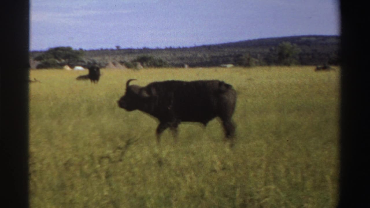 A dark horned buffalo walks across tall grass in 1969 Nigeria, with another animal faintly visible in the background.