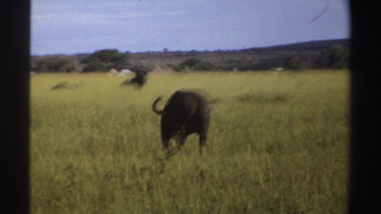 A dark buffalo is viewed from behind in tall Nigerian grassland in 1969, with distant animals and low hills beyond.