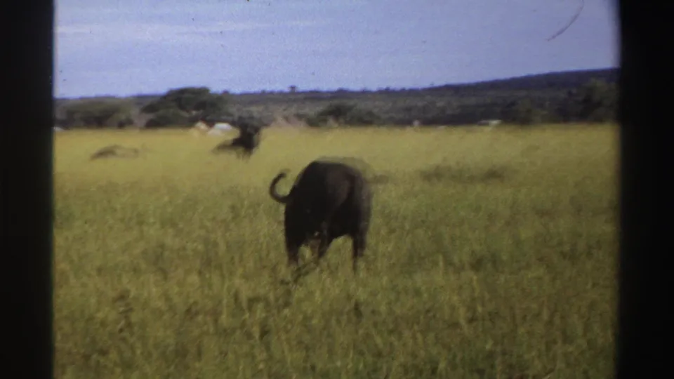 A dark buffalo is viewed from behind in tall Nigerian grassland in 1969, with distant animals and low hills beyond.