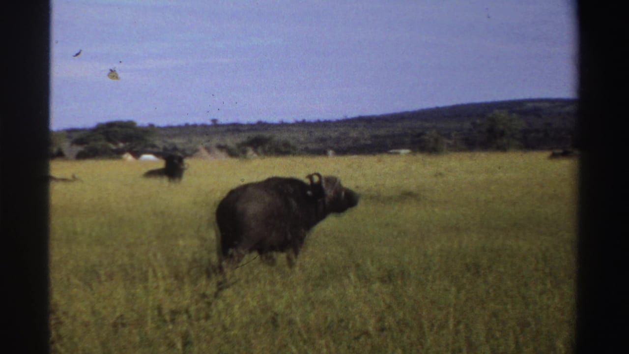 Dark buffalo standing in tall grass with distant animals and low hills behind it.