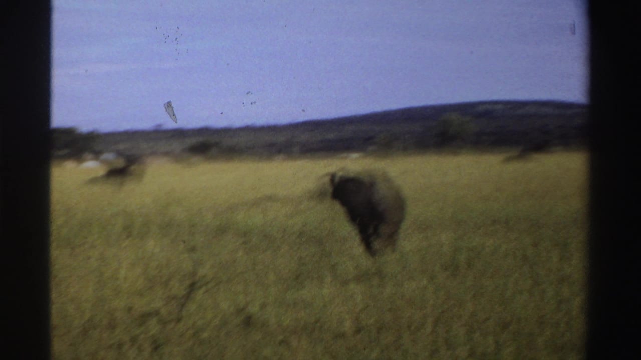 A buffalo moves through tall grass in Nigeria, seen in soft, motion-blurred 1969 8mm home-movie footage.