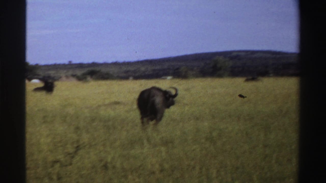 A rear view of a buffalo in a grassy Nigerian field, with other animals and a low ridge visible in 1969 8mm footage.