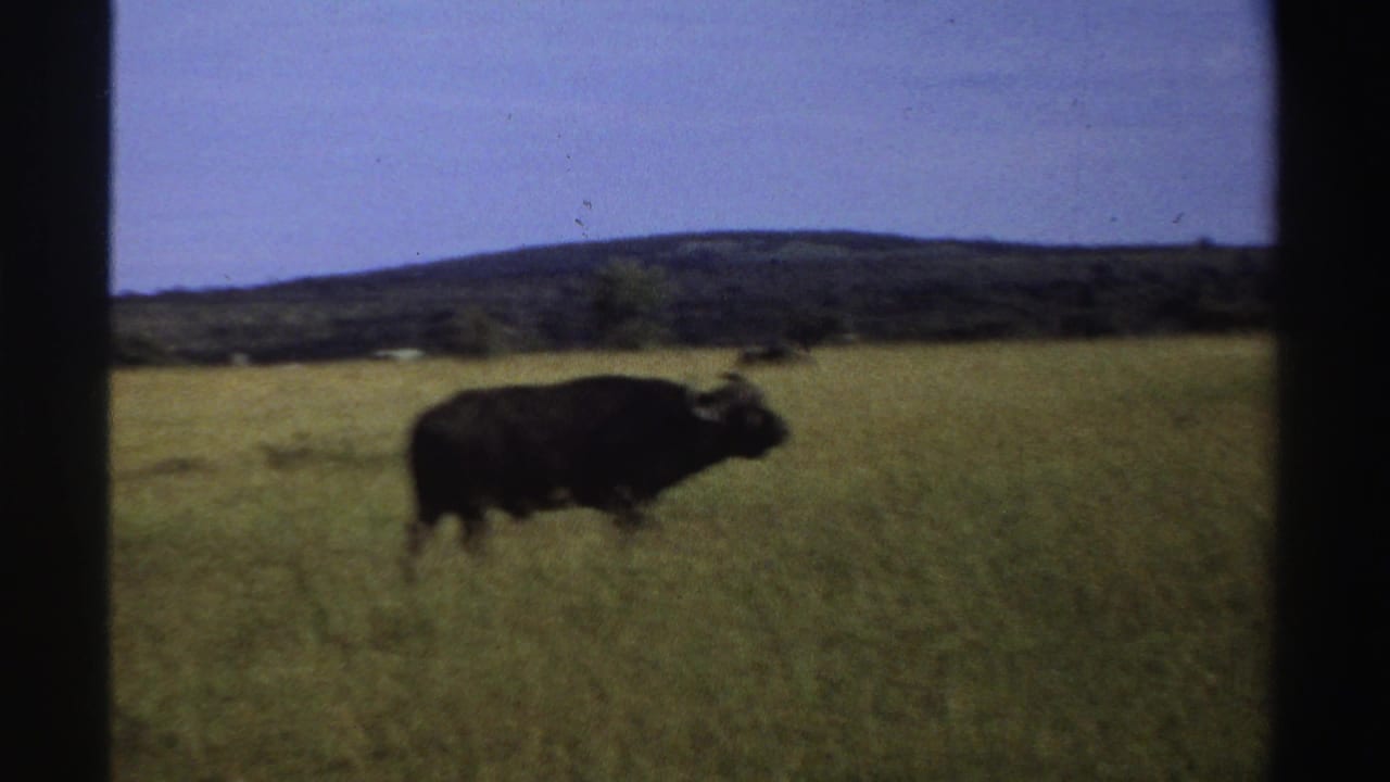 A buffalo walks across an open grassy field in Nigeria, framed by distant trees and low hills in 1969 8mm footage.