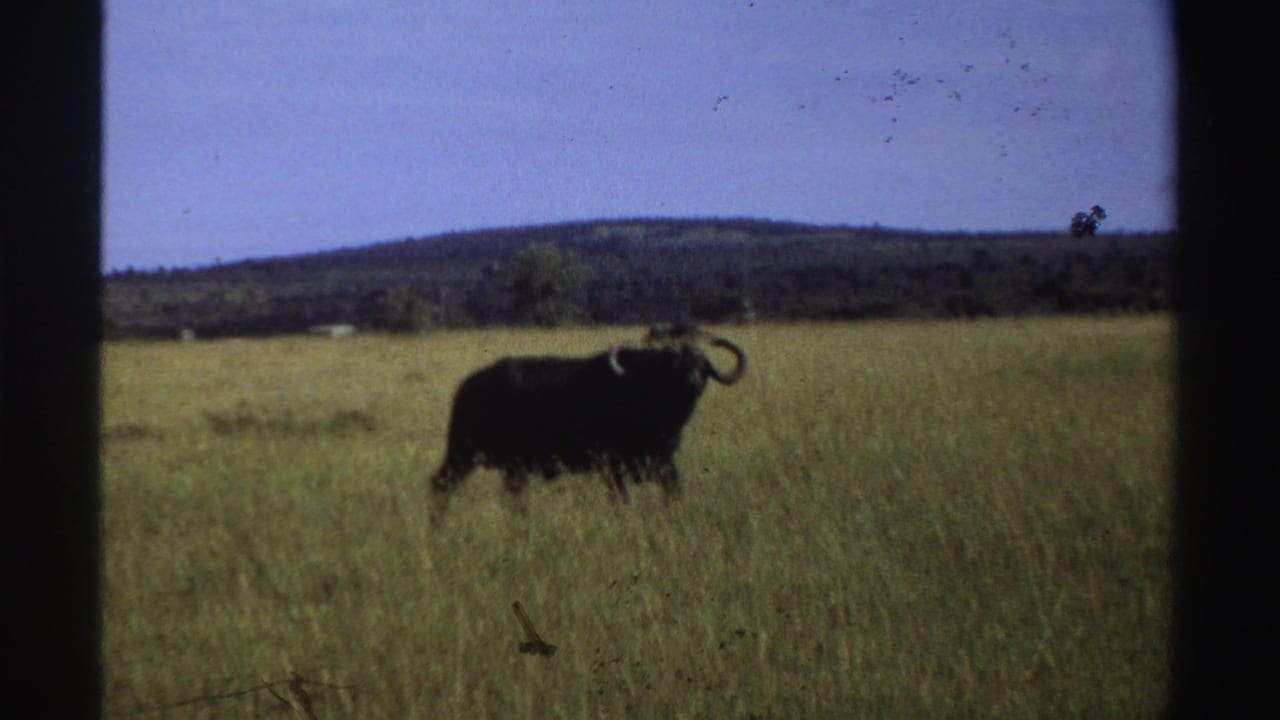 Horned buffalo standing in tall grass with low hills in the distance.