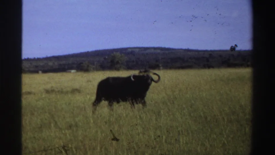 A dark horned buffalo stands in a Nigerian grass field, with a blue sky and distant hills visible in this 1969 8mm frame.