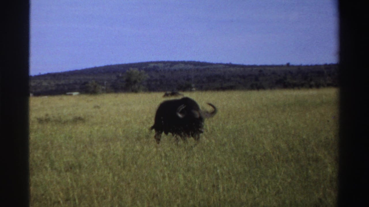 A horned buffalo appears farther across the Nigerian grassland, framed by open sky and a low ridge in the background.
