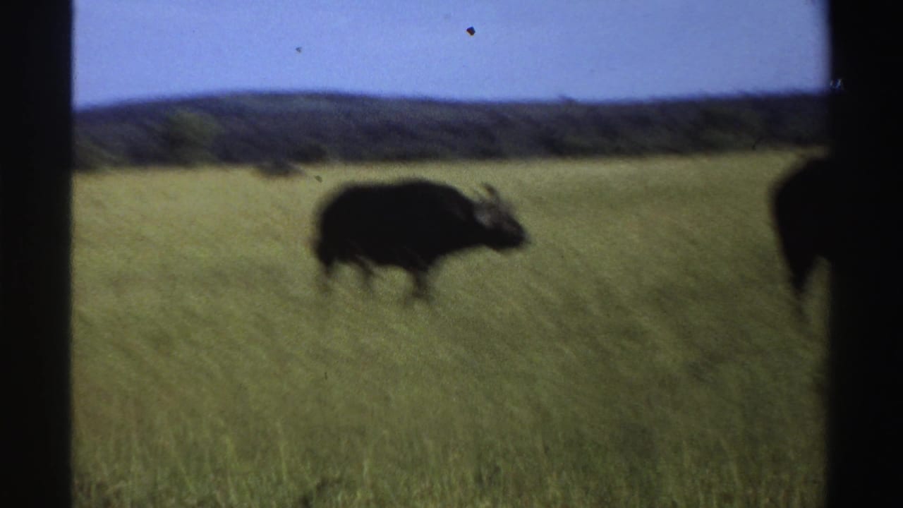 A soft-focused 8mm frame shows the horned buffalo moving through tall grass in Nigeria, with another dark animal shape near the right edge.