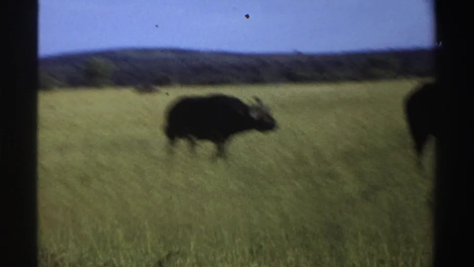 A soft-focused 8mm frame shows the horned buffalo moving through tall grass in Nigeria, with another dark animal shape near the right edge.