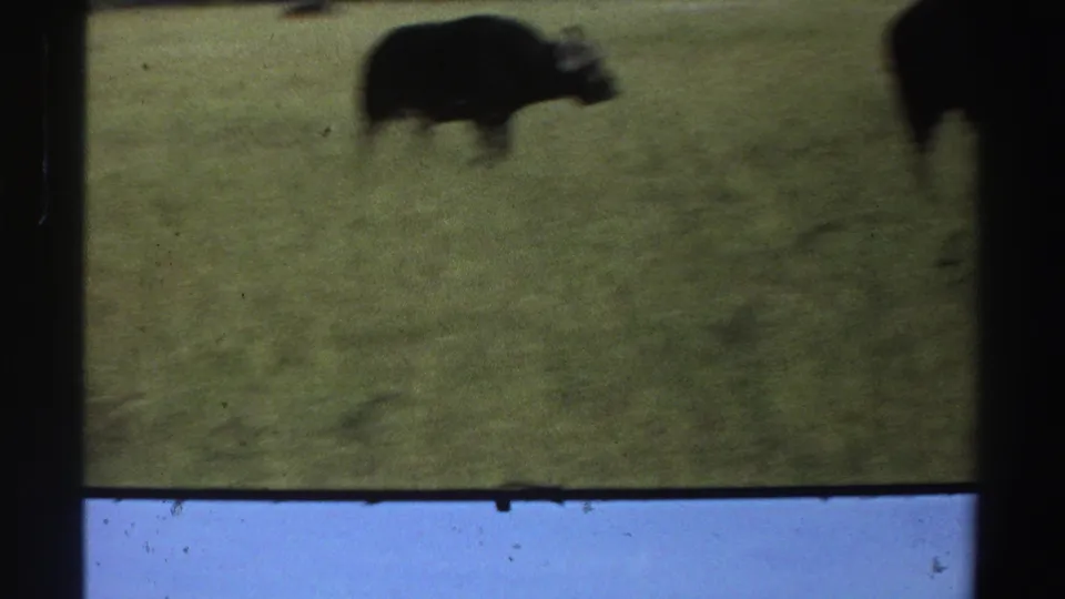 The final 1969 8mm frame shows a blurred horned buffalo crossing grassland, with another dark animal form partly visible at the right edge.