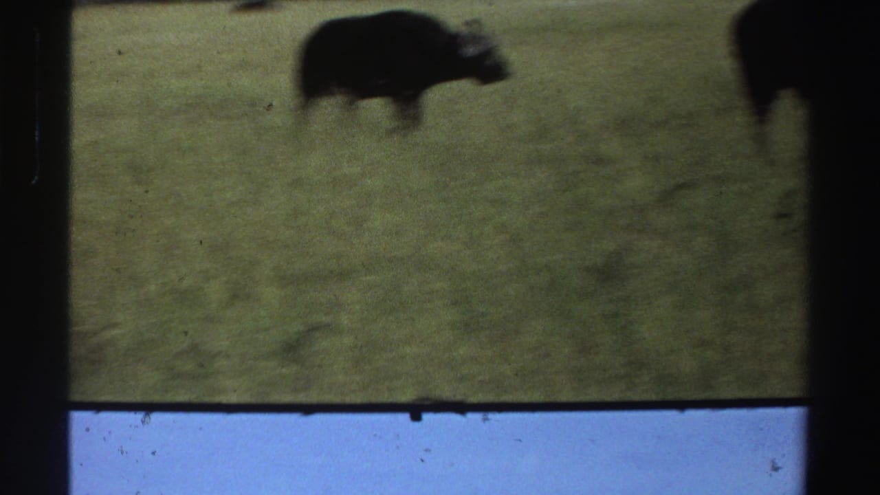 Dark buffalo shape in grass near the top of a divided 8mm contact frame.
