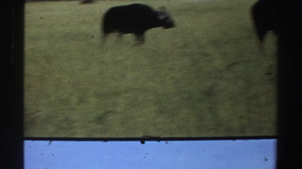 A buffalo appears as a dark, soft-edged silhouette in a grassy field within 1969 Nigeria 8mm wildlife footage.