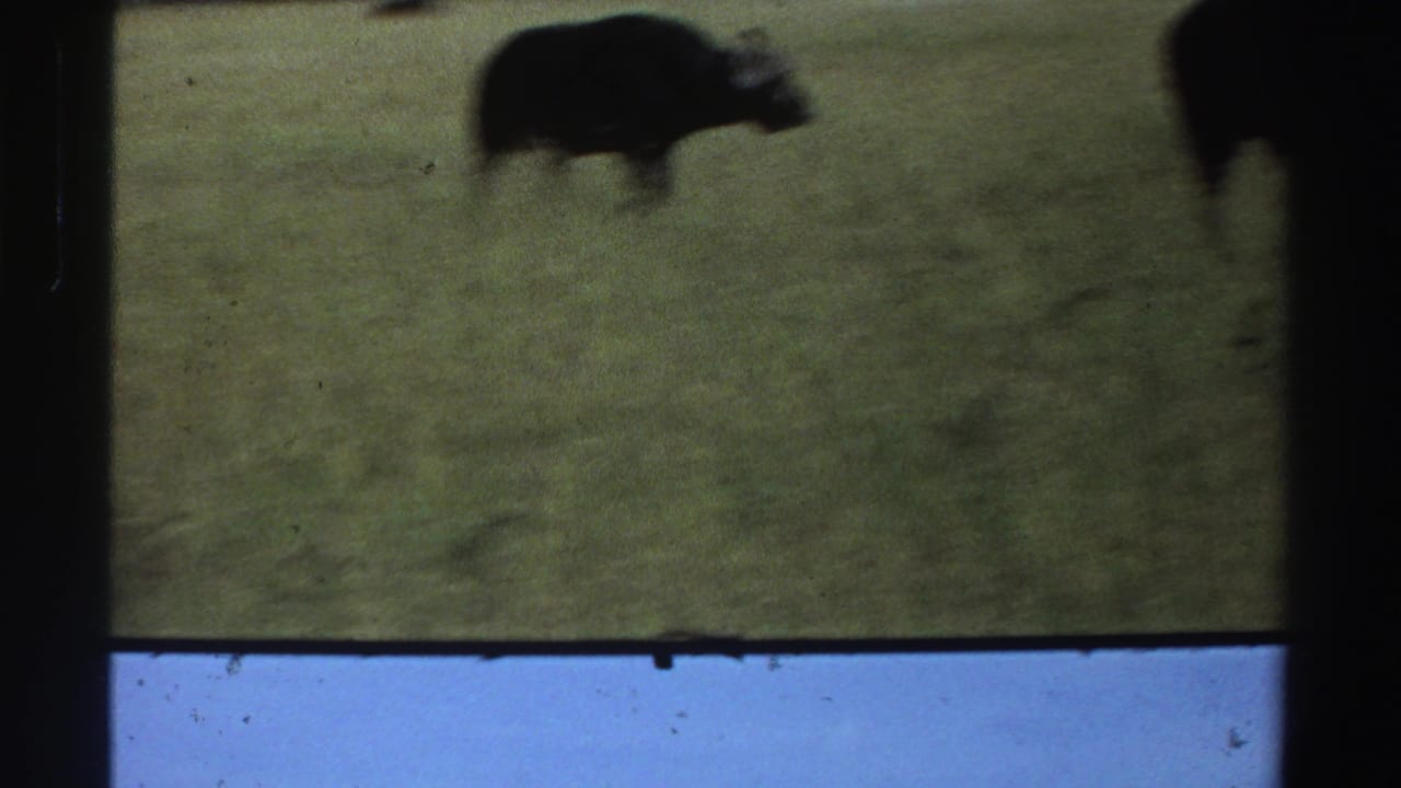 A dark buffalo stands in a grassy Nigerian field, partly blurred by handheld 8mm filming and contact-sheet overlap.