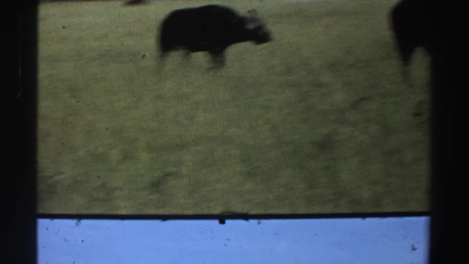 A dark buffalo stands in a grassy Nigerian field, partly blurred by handheld 8mm filming and contact-sheet overlap.