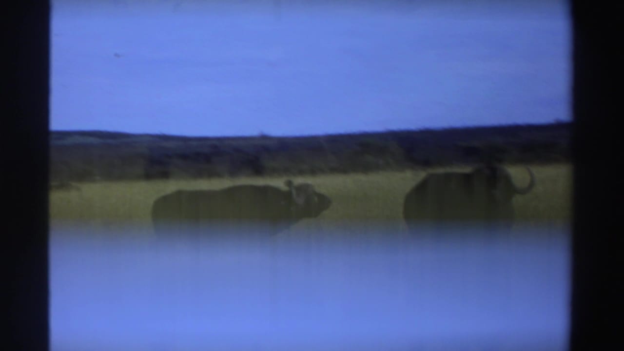 Two buffaloes are partly obscured by frame overlap in a broad grassy landscape under blue sky in Nigeria.