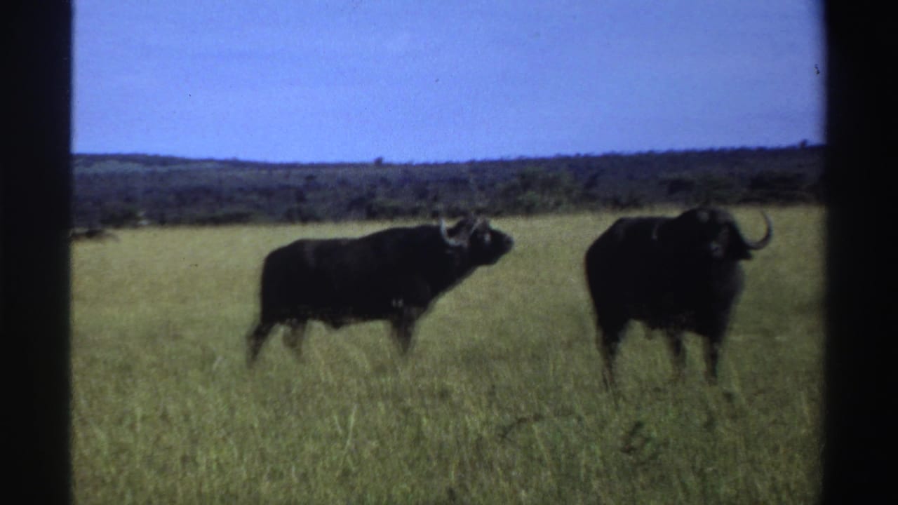 Two adult horned buffaloes stand in a sunlit Nigerian grassland, one turned toward the camera, in 1969 8mm footage.